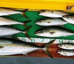 火遠理丸(ほおりまる) 釣果