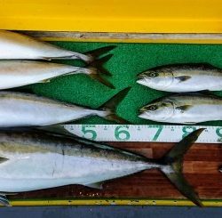 火遠理丸(ほおりまる) 釣果