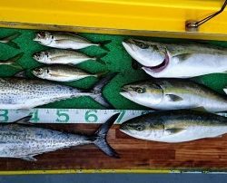 火遠理丸(ほおりまる) 釣果