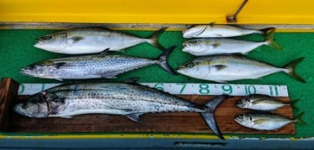 火遠理丸(ほおりまる) 釣果