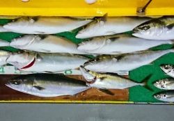 火遠理丸(ほおりまる) 釣果