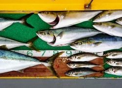 火遠理丸(ほおりまる) 釣果