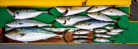 火遠理丸(ほおりまる) 釣果