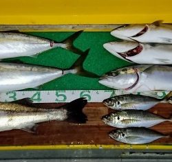 火遠理丸(ほおりまる) 釣果