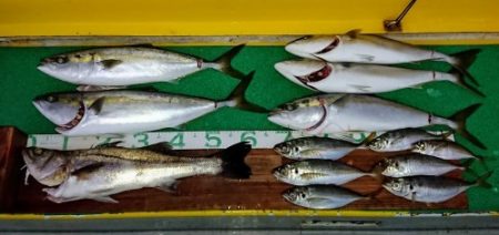 火遠理丸(ほおりまる) 釣果