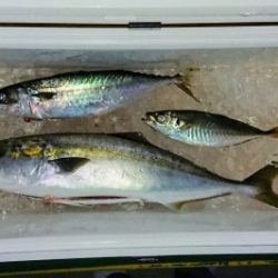 火遠理丸(ほおりまる) 釣果