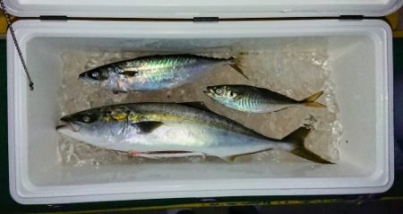 火遠理丸(ほおりまる) 釣果