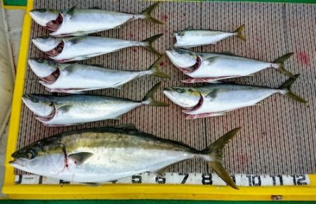 火遠理丸(ほおりまる) 釣果