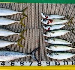 火遠理丸(ほおりまる) 釣果