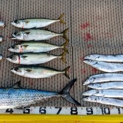 火遠理丸(ほおりまる) 釣果