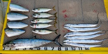 火遠理丸(ほおりまる) 釣果