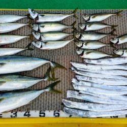 火遠理丸(ほおりまる) 釣果