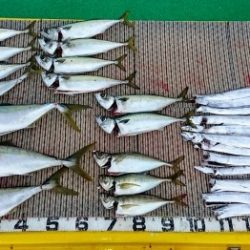 火遠理丸(ほおりまる) 釣果