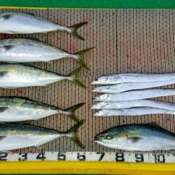 火遠理丸(ほおりまる) 釣果