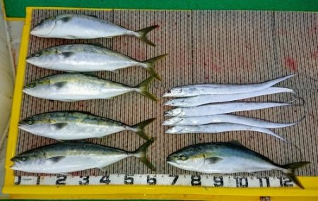 火遠理丸(ほおりまる) 釣果