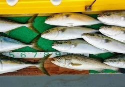 火遠理丸(ほおりまる) 釣果