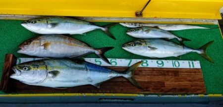 火遠理丸(ほおりまる) 釣果