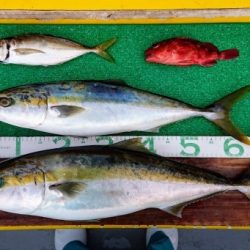 火遠理丸(ほおりまる) 釣果