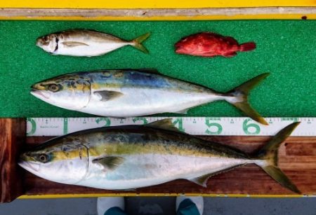 火遠理丸(ほおりまる) 釣果