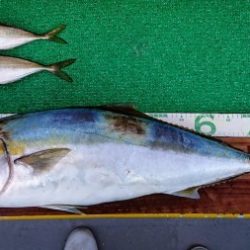 火遠理丸(ほおりまる) 釣果