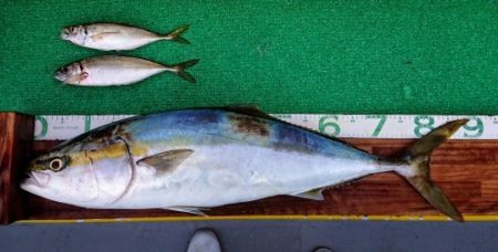 火遠理丸(ほおりまる) 釣果