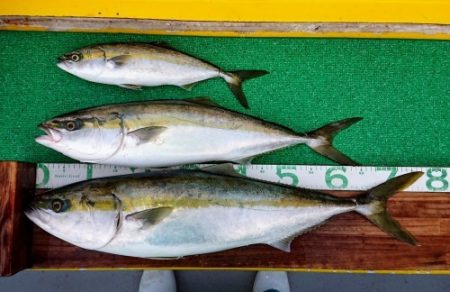 火遠理丸(ほおりまる) 釣果