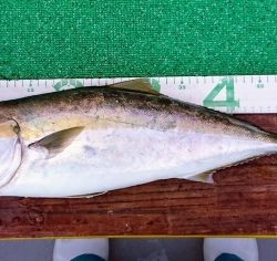 火遠理丸(ほおりまる) 釣果