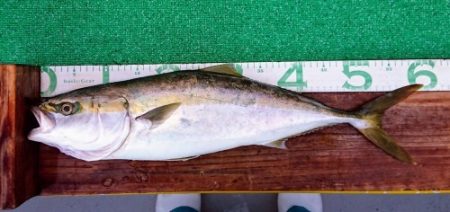 火遠理丸(ほおりまる) 釣果