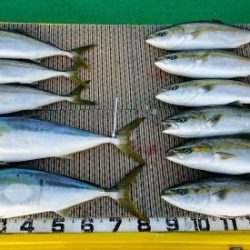 火遠理丸(ほおりまる) 釣果