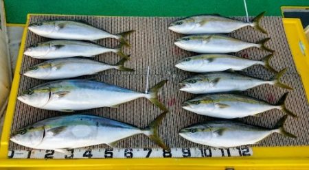 火遠理丸(ほおりまる) 釣果