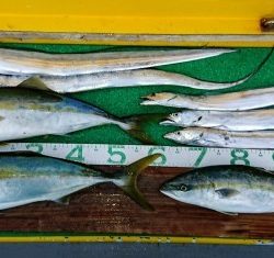 火遠理丸(ほおりまる) 釣果