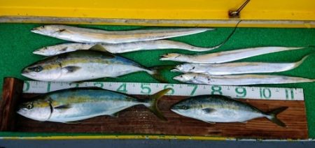 火遠理丸(ほおりまる) 釣果