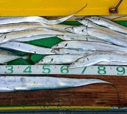 火遠理丸(ほおりまる) 釣果