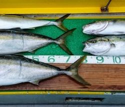 火遠理丸(ほおりまる) 釣果