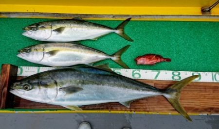 火遠理丸(ほおりまる) 釣果