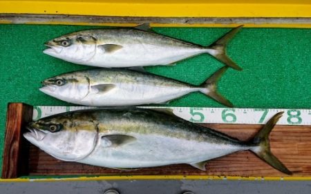 火遠理丸(ほおりまる) 釣果