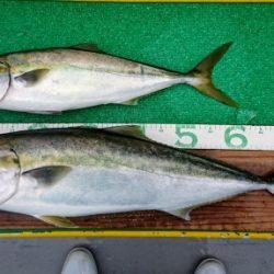 火遠理丸(ほおりまる) 釣果