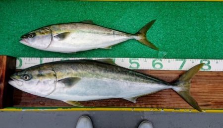 火遠理丸(ほおりまる) 釣果