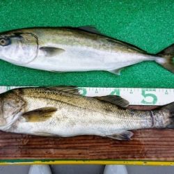 火遠理丸(ほおりまる) 釣果