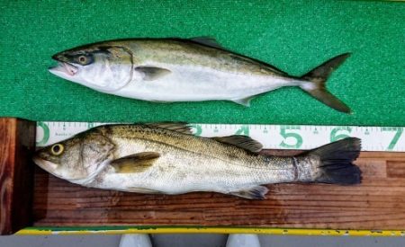 火遠理丸(ほおりまる) 釣果