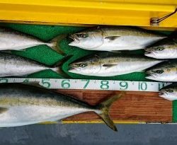 火遠理丸(ほおりまる) 釣果