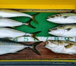 火遠理丸(ほおりまる) 釣果