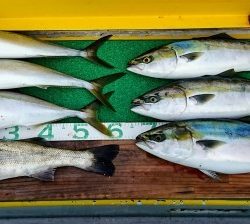 火遠理丸(ほおりまる) 釣果