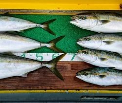 火遠理丸(ほおりまる) 釣果