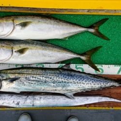 火遠理丸(ほおりまる) 釣果