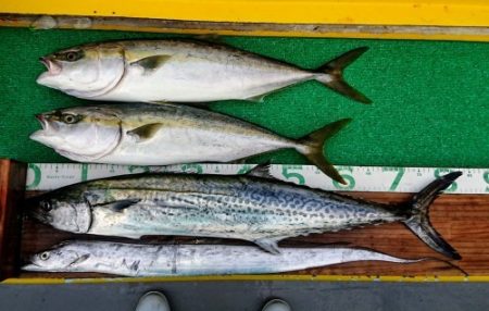 火遠理丸(ほおりまる) 釣果