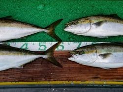 火遠理丸(ほおりまる) 釣果