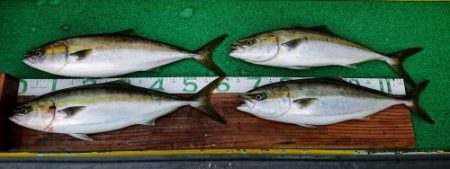 火遠理丸(ほおりまる) 釣果