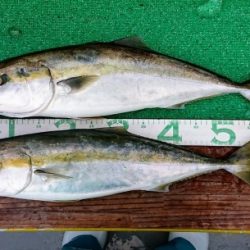 火遠理丸(ほおりまる) 釣果