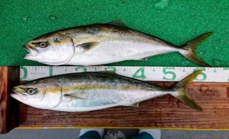 火遠理丸(ほおりまる) 釣果